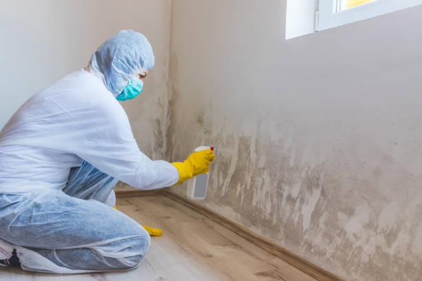 Licensed Mold Testing service in Lyons, CO - WQB Mold Removal